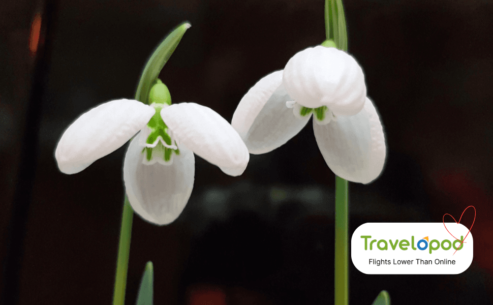  Denmark - Snowdrops are The New Roses
