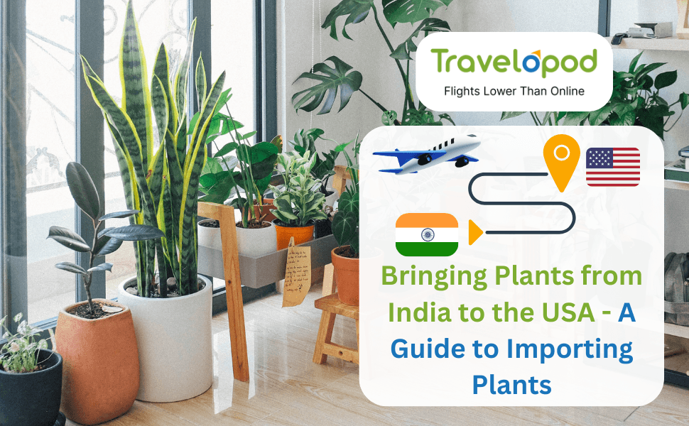 Bringing Plants from India to the USA - A Guide to Importing Plants