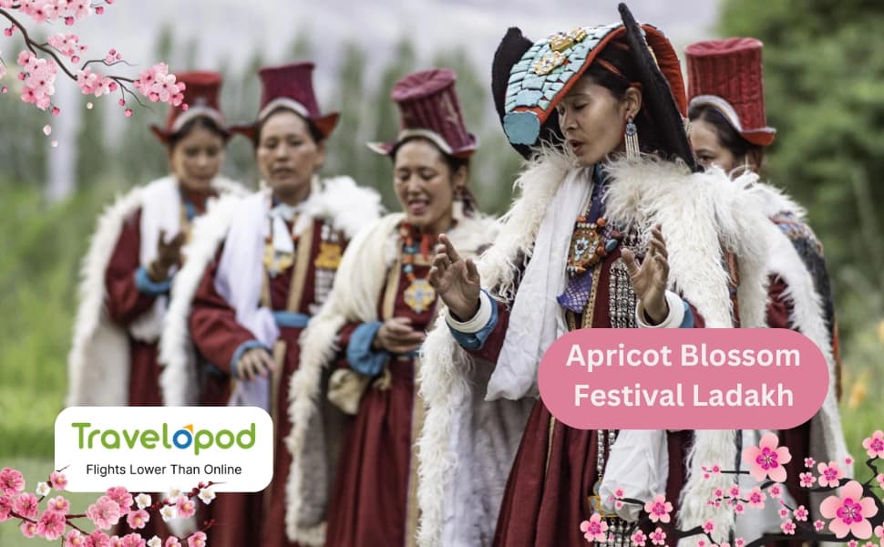 Apricot Blossom Festival Ladakh -Travel Guide to Apricot Blossom Festival in Ladakh