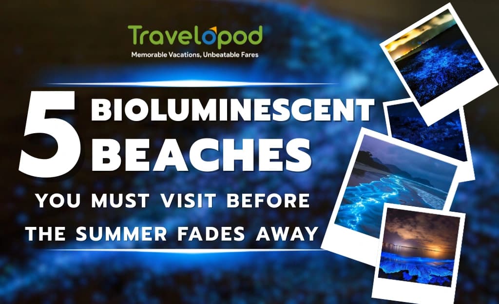 5 Bioluminescent Beaches You Must Visit Before the Summer Fades Away