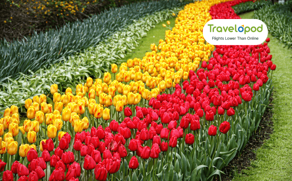 Tulip Garden